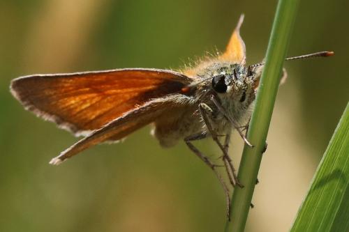 Réf. 225 257 : Thymelicus sylvestris